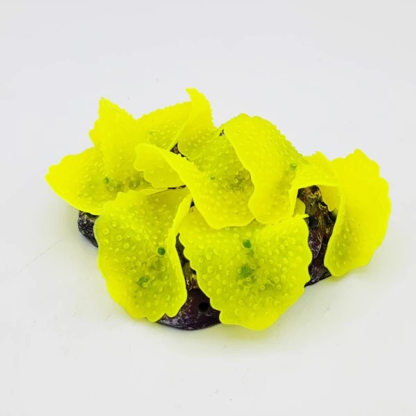 Kunstig koral Ulva lactuca (Yellow) 12x9x4 cm